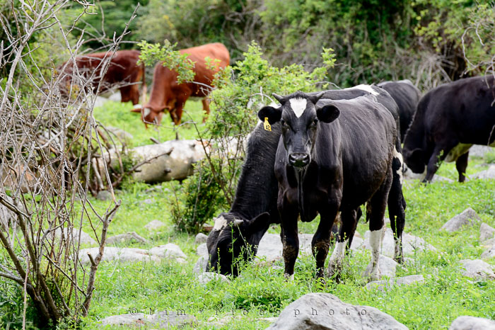 Yr6•269-365•2088•Cow