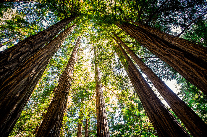 Yr6•272/365•2092 The Muir Woods June 29, 2015