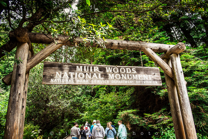 Yr6•272-365•2092•The Muir Woods