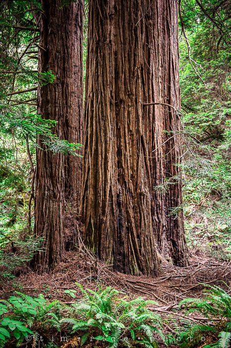 Yr6•273-365•2092•The Muir Woods