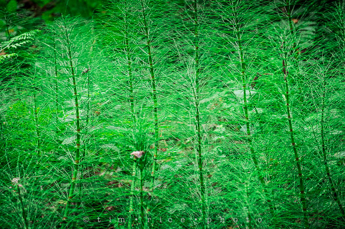 Yr6•274-365•2092•The Muir Woods