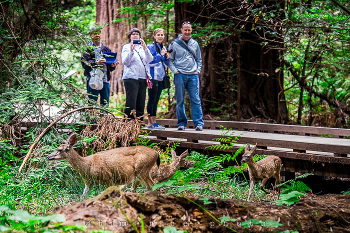Yr6•275-365•2092•The Muir Woods