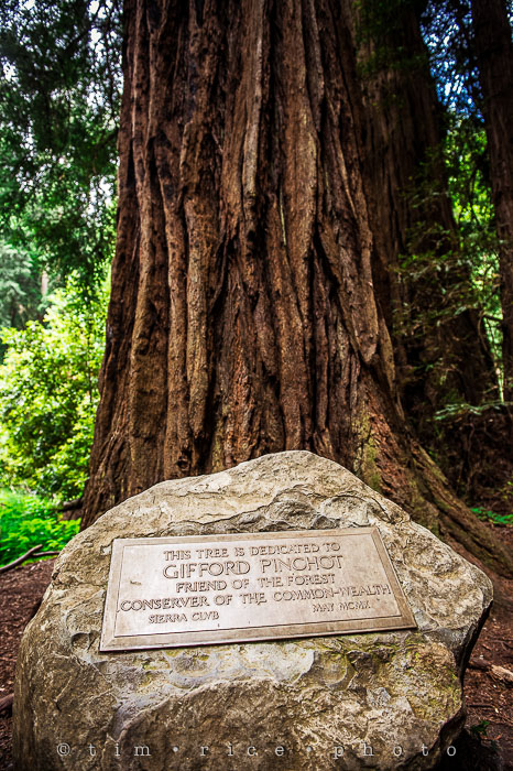 Yr6•276-365•2092•The Muir Woods