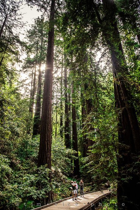 Yr6•277-365•2092•The Muir Woods