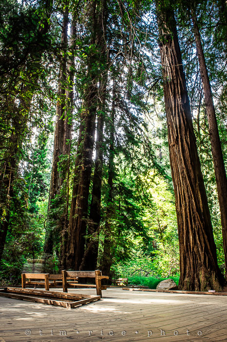 Yr6•278-365•2092•The Muir Woods