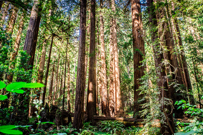 Yr6•279-365•2092•The Muir Woods