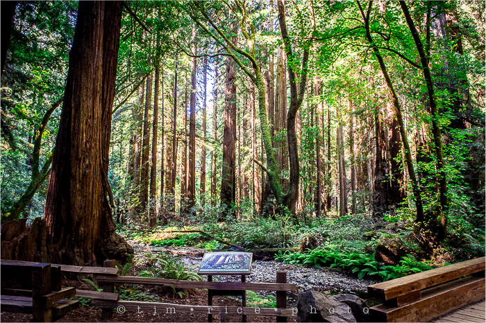 Yr6•280-365•2092•The Muir Woods