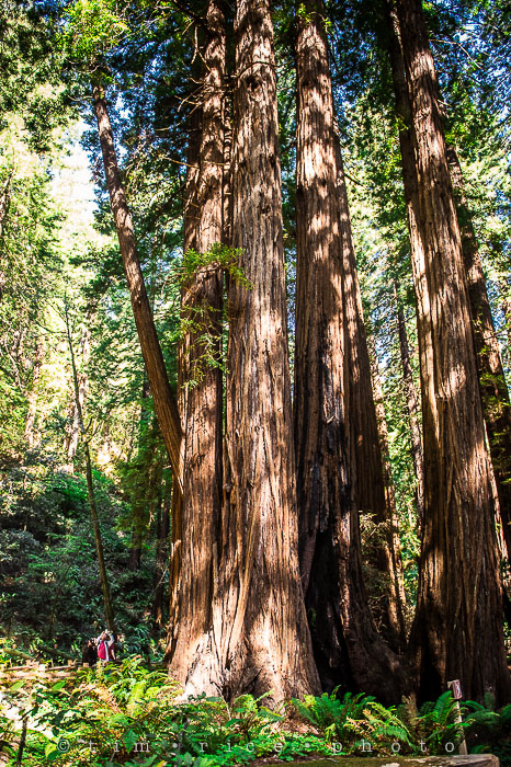 Yr6•281-365•2092•The Muir Woods