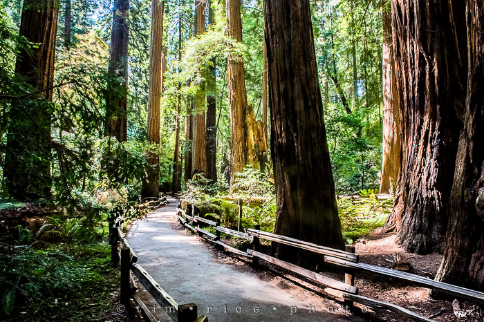 Yr6•282-365•2092•The Muir Woods