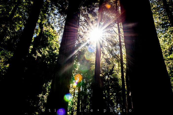 Yr6•283-365•2092•The Muir Woods