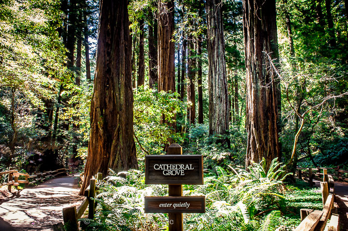 Yr6•284-365•2092•The Muir Woods