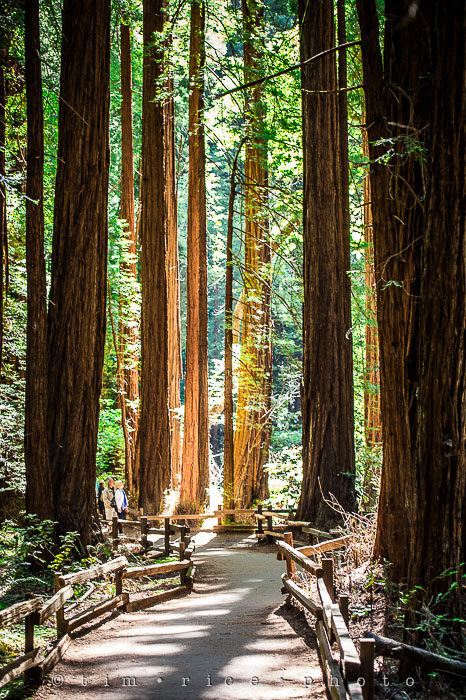 Yr6•285-365•2092•The Muir Woods