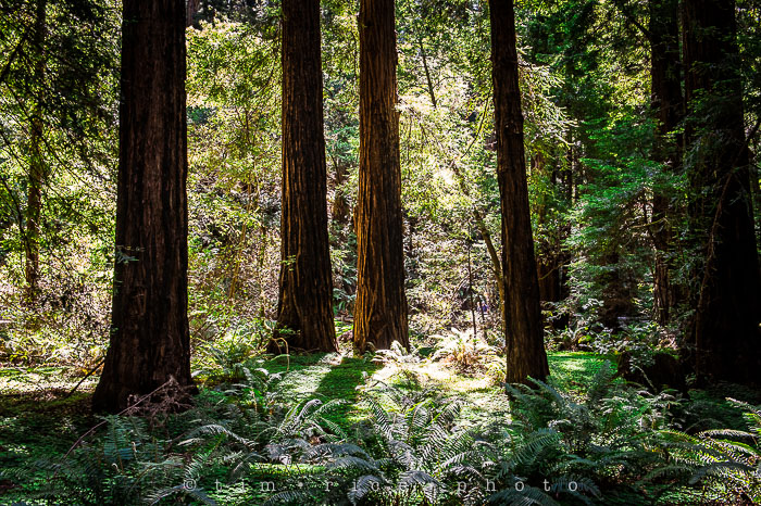 Yr6•286-365•2092•The Muir Woods
