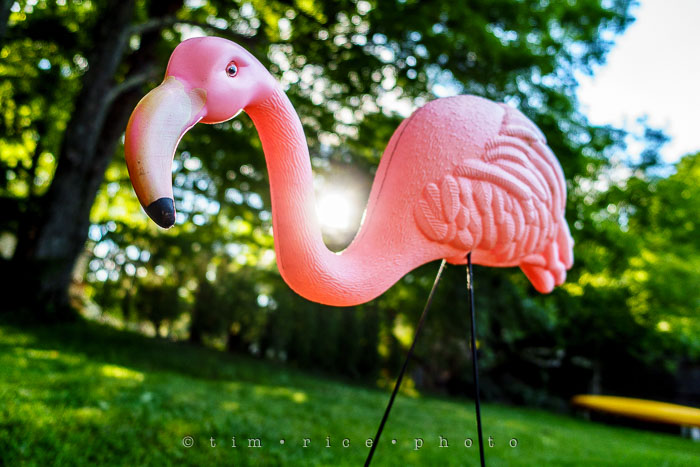 Yr6•287/365•2087 RIP Featherstone June 24, 2015