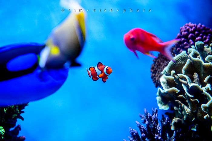 Yr6•274/365•2094 Found Him July 1, 2015