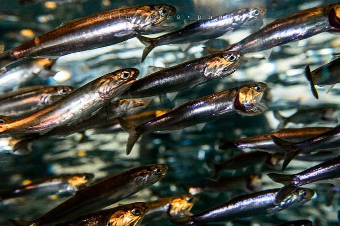 Yr6•275-365•2094•Found Him