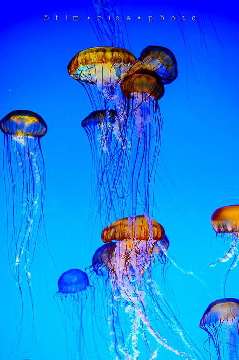 Yr6•276-365•2094•Found Him