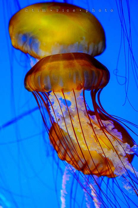 Yr6•277-365•2094•Found Him