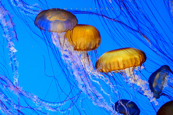 Yr6•278-365•2094•Found Him