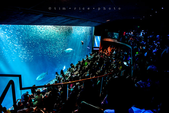 Yr6•279-365•2094•Found Him