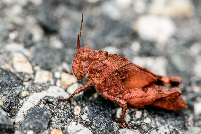 Yr6•279/365•2099 The Mutant Red Cricopper July 6, 2015