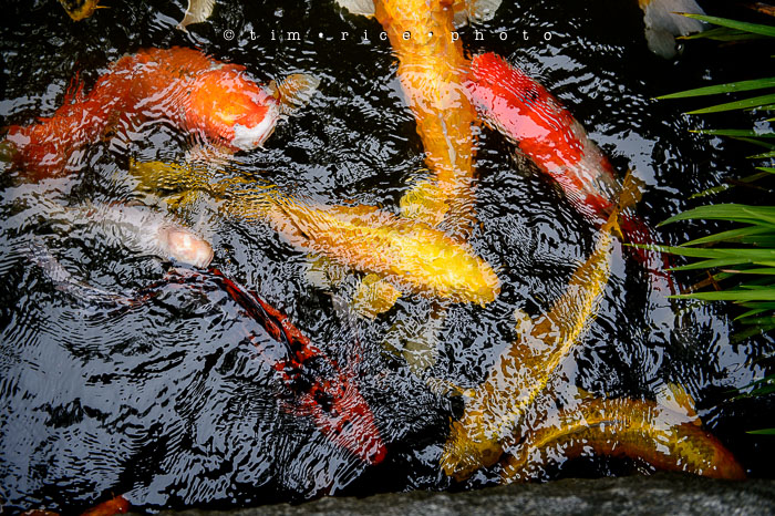 Yr6•282-365•2098•As the Lights Come and Go