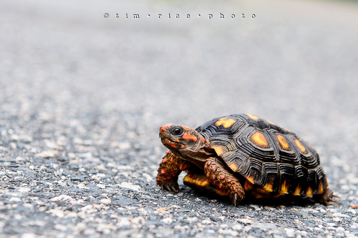 Yr6•282/365•2102 George the Great July 9, 2015