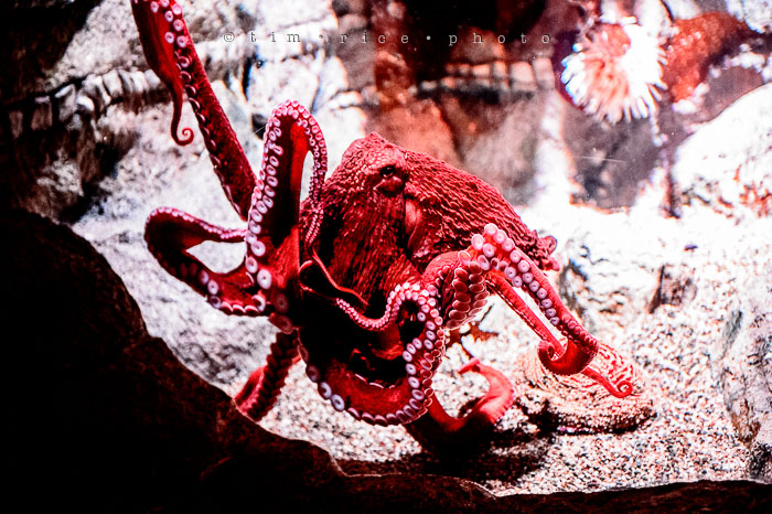 Yr6•283-365•2094•Found Him