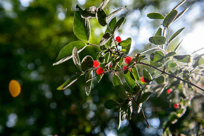 Yr6•283/365•2103 The Branch July 10, 2015