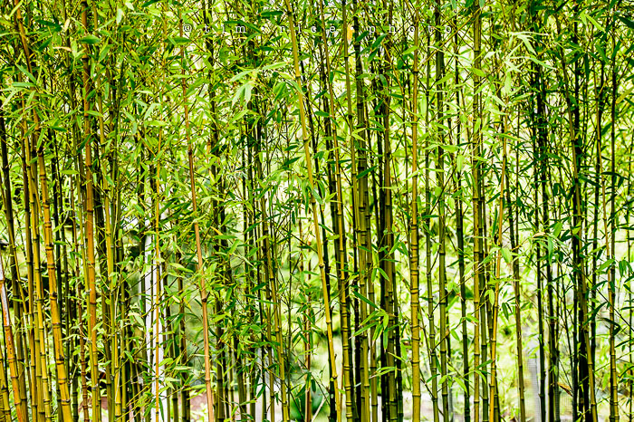 Yr6•286-365•2098•As the Lights Come and Go