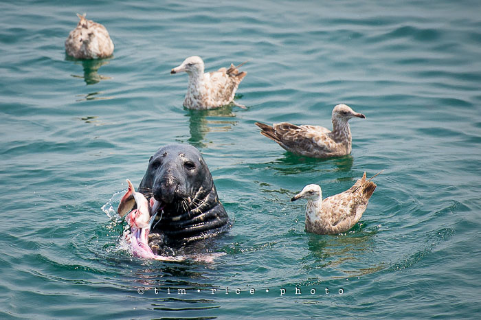 Yr6•286/365•2106 Do You Mind? July 13, 2015