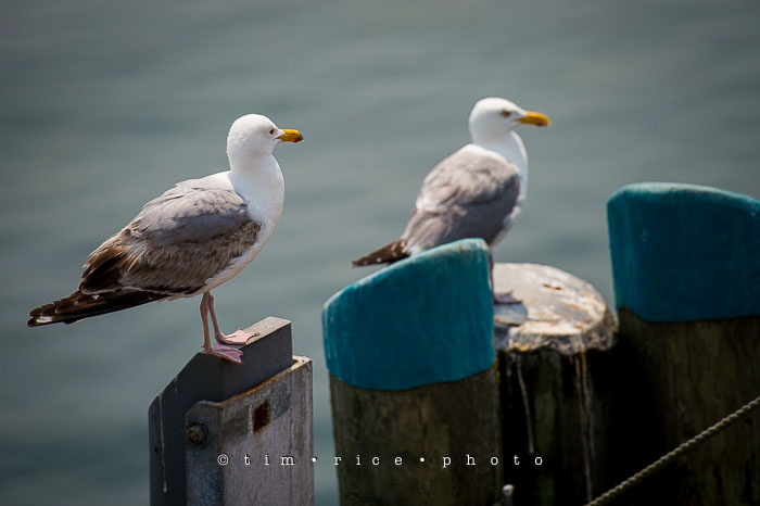 Yr6•287-365•2106•Do You Mind?