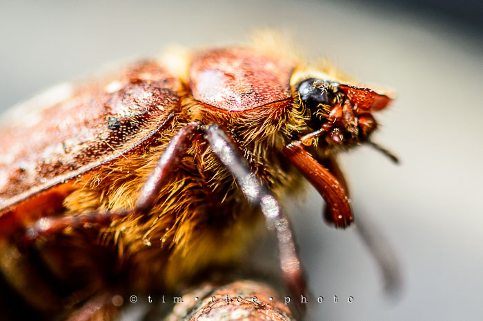 Yr6•288/365•2108 June Bug Up close July 15, 2015