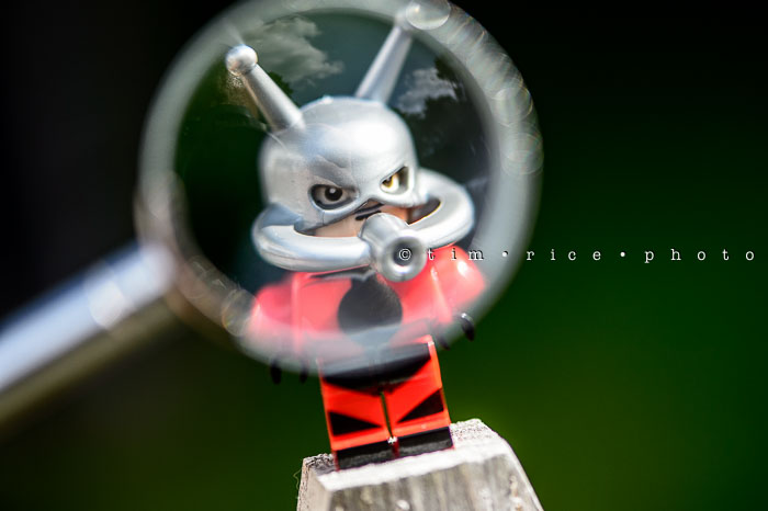 Yr6•290-365•2116•Watch Out for The Ant-man