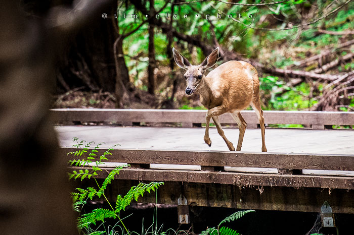 Yr6•308-365•2098•As the Lights Come and Go