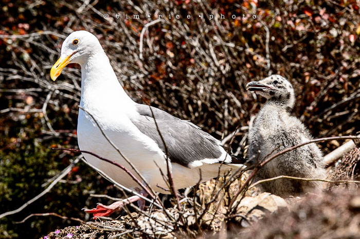 Yr6•328-365•2098•As the Lights Come and Go