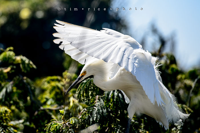 Yr6•329-365•2098•As the Lights Come and Go