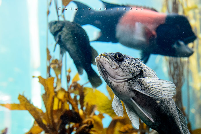 Yr6•338-365•2098•As the Lights Come and Go