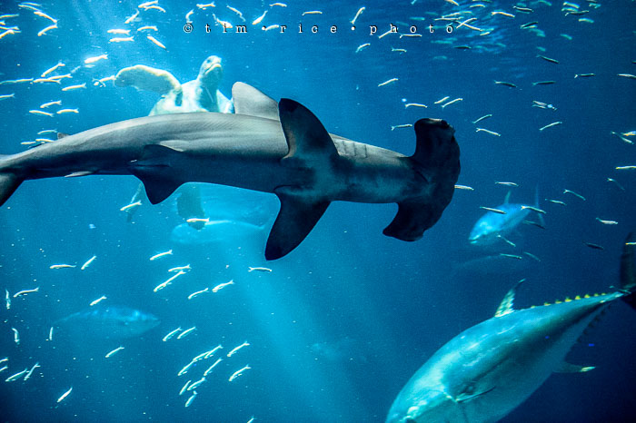 Yr6•345-365•2098•As the Lights Come and Go