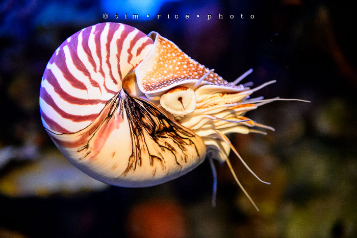 Yr6•349-365•2098•As the Lights Come and Go