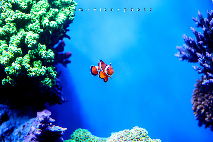 Yr6•352-365•2098•As the Lights Come and Go