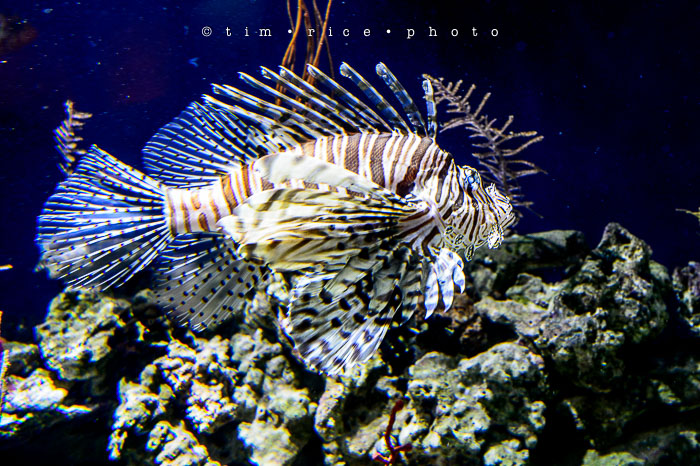 Yr6•353-365•2098•As the Lights Come and Go