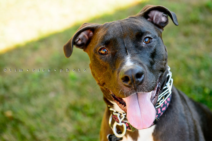 Yr6•306/365•2132 Millie August 2, 2015