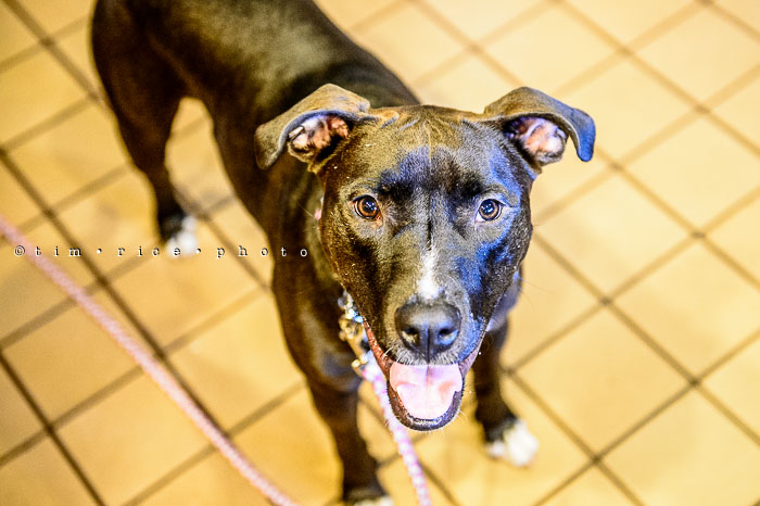 Yr6•309/365•2132 Millie August 2, 2015