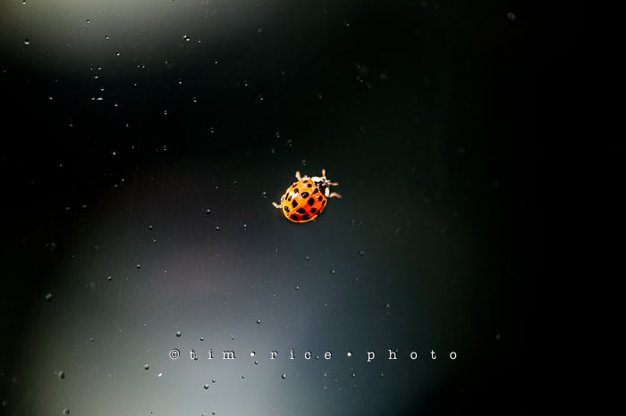 Yr6•311/365•2137 The Lady Bug August 7, 2015