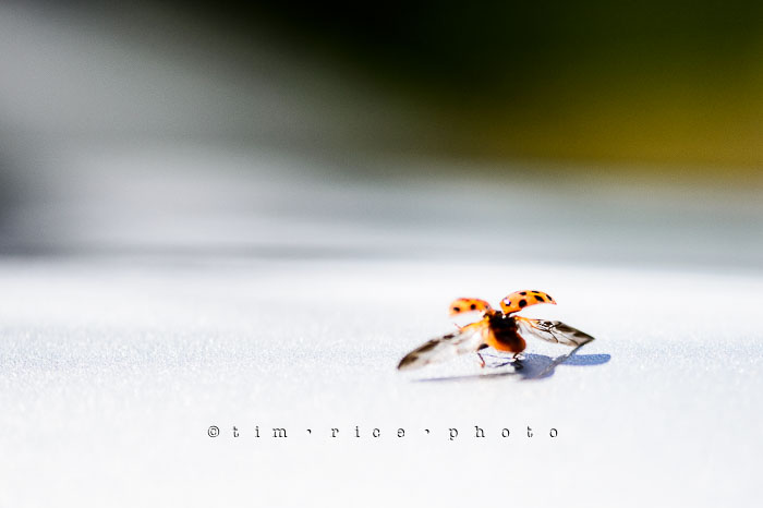 Yr6•311-365•2137•The Lady Bug