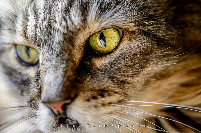 Yr6•318/365•2144 The Pondering Cat August 14, 2015