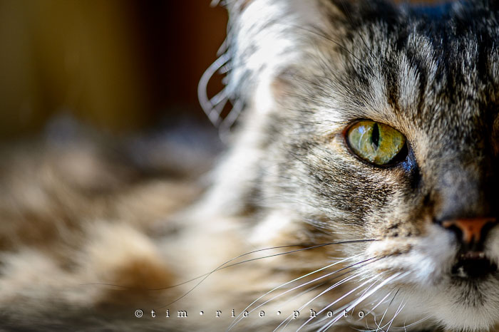 Yr6•318-365•2144•The Pondering Cat