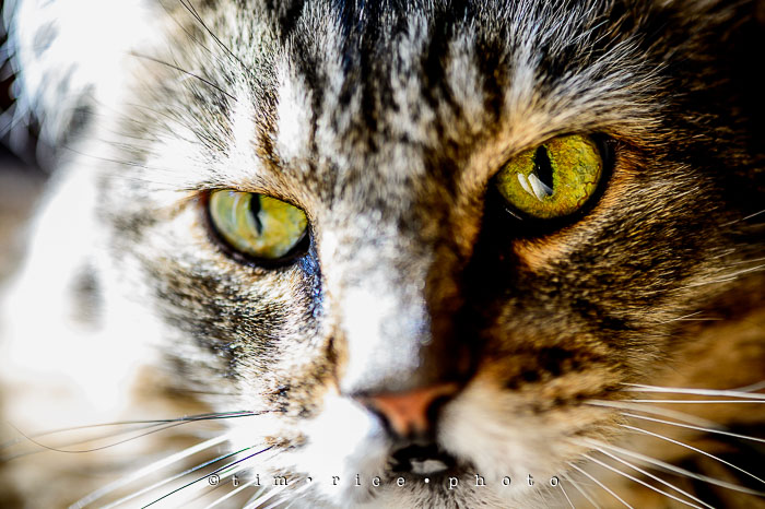 Yr6•319-365•2144•The Pondering Cat