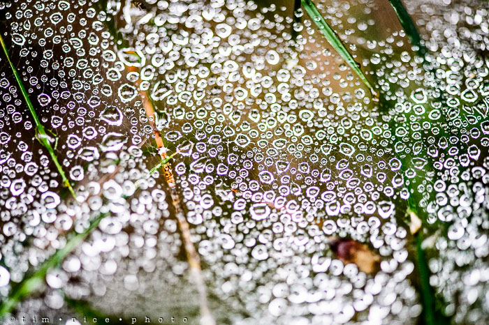 Yr6•327-365•2153•Over Grass